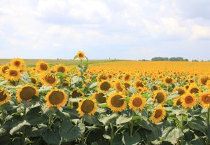Sunflowers, Hungary